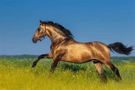 Bay Horses 101 (Genetics, Shades of Bay, Breeds & FAQ)