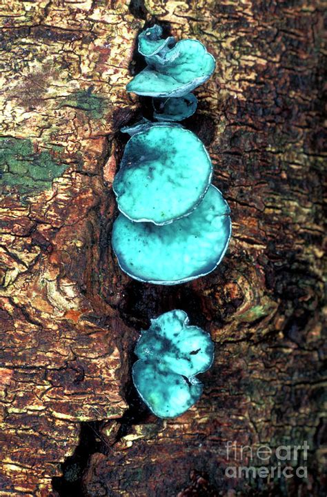 Blue Stain Fungi Photograph by Dr Keith Wheeler/science Photo Library ...