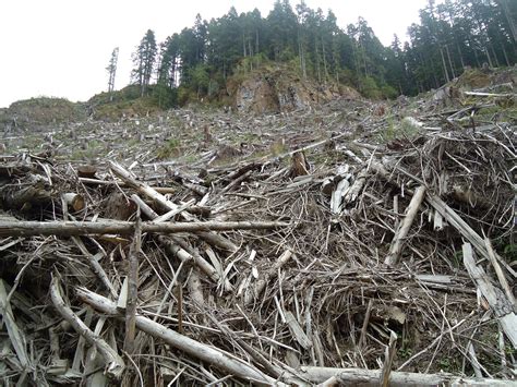 B.C. coastal forests and forest industry are at a tipping point | Wilderness Committee