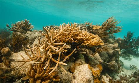 Belize’s incredible barrier reef is removed from UNESCO’s List of World ...