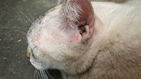 Malassezia Dermatitis in Cats’ Skin (Yeast Infection) – Pet Arenas