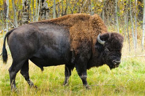 Wood bison - Alchetron, The Free Social Encyclopedia