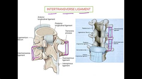 Intertransverse Ligament VERTEBRAL COLUMN - YouTube