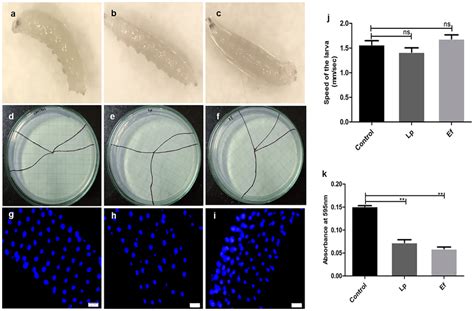 Trypan blue staining—control (a), Lp (b), Ef (c); larva crawling ...