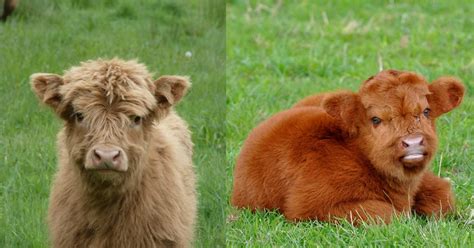 You Can Have a Fluffy Miniature Cow As a Pet - Kitchen Fun With My 3 Sons