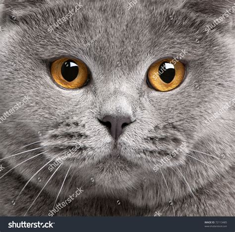 163,909 Close Up Cat Face Images, Stock Photos & Vectors | Shutterstock