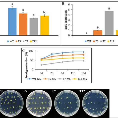 Negative effect of acdS overexpression on seed germination in petunia... | Download Scientific ...