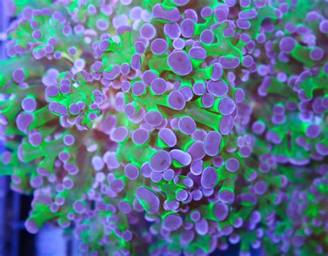 Purple Green Frogspawn Coral - Frag Box Corals