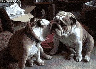 Bulldog Gif - IceGif