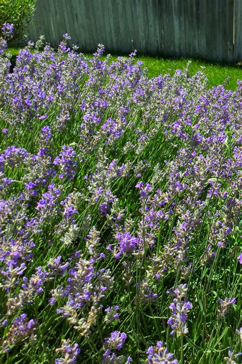 The Many Benefits of Growing Lavender - The Lavender Homefront