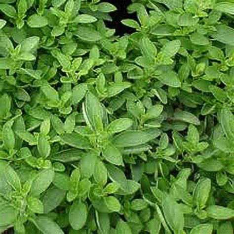 Sweet Marjoram-5inMAR - The Home Depot