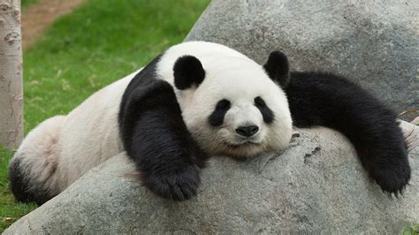 Sleeping Panda Wallpapers - Top Free Sleeping Panda Backgrounds ...