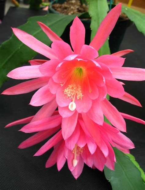 Epiphyllum Orchid Cactus | Orchid Flowers