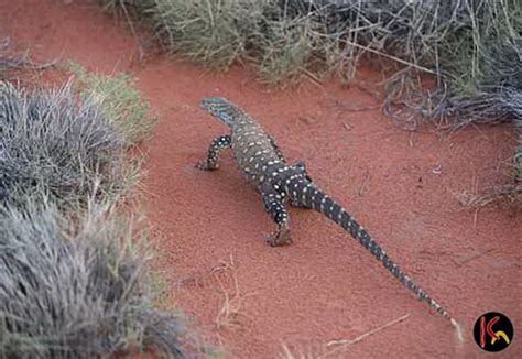 Goanna Dreaming | Central Art Aboriginal Art Store