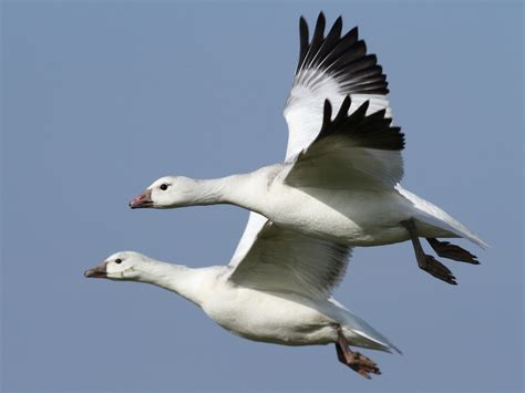 Waterfowl | San Diego Birding