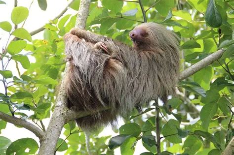 Where Do Sloths Live - Sloth Habitat