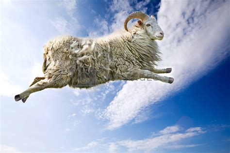 Flying Sheep by leaf Vectors & Illustrations with Unlimited Downloads ...