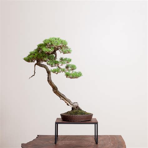 Japanese black pine no 1 – Artofit