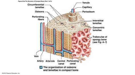 6-4 Compact Bone and Spongy Bone - ppt download