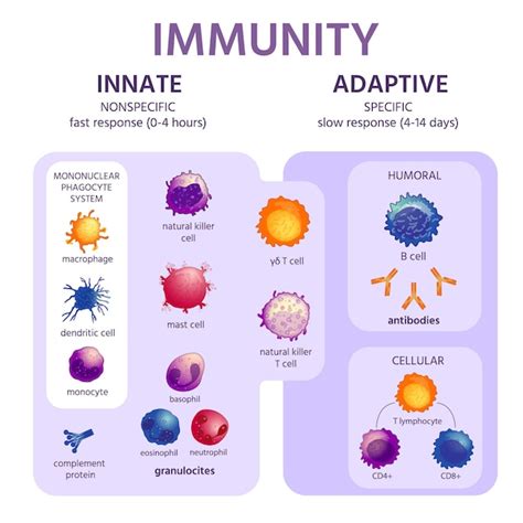 Sistema inmunológico innato y adaptativo. Infografía de inmunología con tipos de células ...