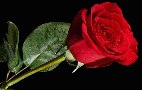 Red Rose Black Backgrounds - Wallpaper Cave