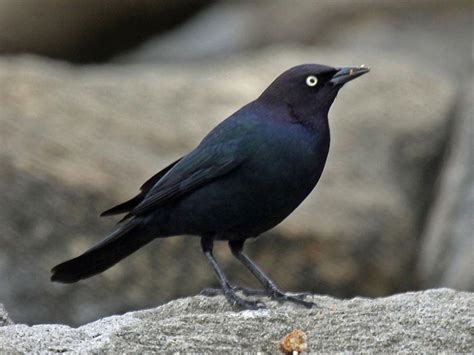 Brewer's Blackbird "Euphagus cyanocephalus" | Boreal Songbird Initiative