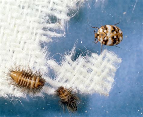 How to Prevent Rug Damage from Moths and Carpet Beetles - Ahdootcityrugs