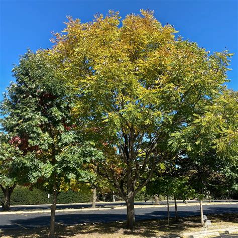 Gymnocladus dioicus #3 (Kentucky Coffeetree) - Scioto Gardens Nursery