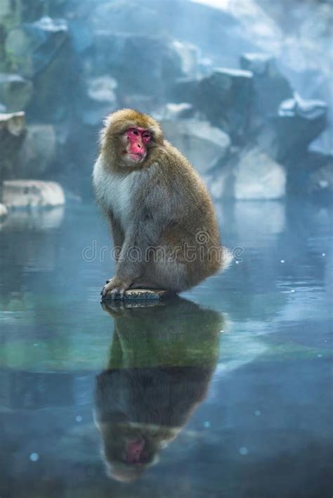 Snow Monkey or Japanese Macaque in Hot Spring Onsen Stock Image - Image of mammal, bathing: 52851015