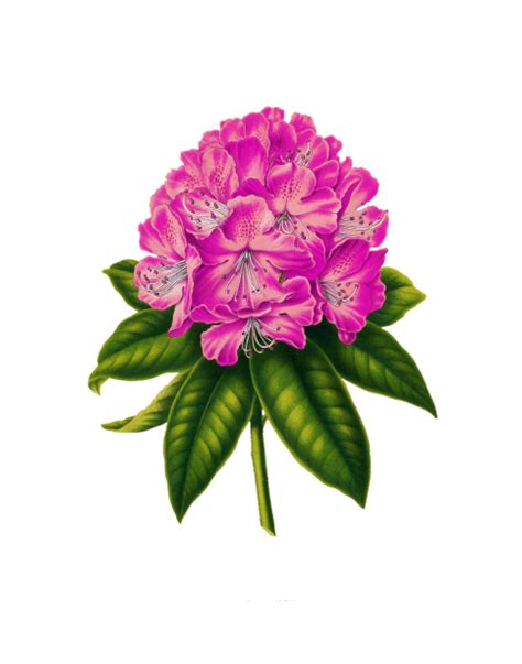 Blossom Painted Art Clipart Free Stock Photo - Public Domain Pictures