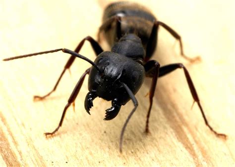 Do Carpenter Ants Bite? Allergic Reaction, Prevent, Treat » The Buginator