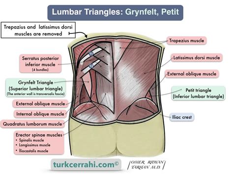 Abdominal Wall and Hernias | turkcerrahi.com/en