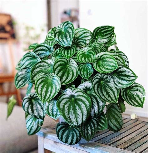 Watermelon Peperomia (Peperomia argyreia) - HappyForestStore