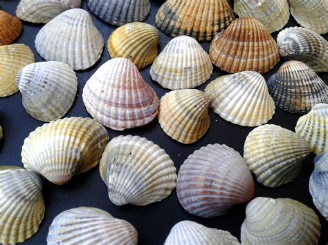 Bulk seashells Set 90 of Small Natural Sea shells Beach | Etsy