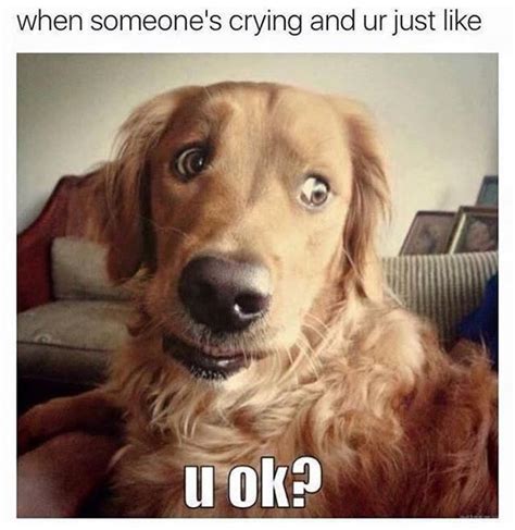 u ok? • /r/funny | Funny animal pictures, Funny animal memes, Funny dogs