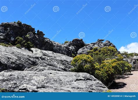 Blooming Yellow Athanasia on Table Mountain in South Africa Stock Photo - Image of apricot ...