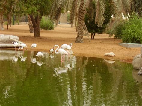 Al Ain Zoo in Abu Dhabi - the largest zoo in the Middle East