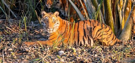 ‘Forest Means Fear’: Tiger Attacks in the Sundarbans | Global Health NOW