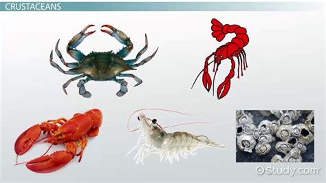 Arthropod Types: Crustacea, Chelicerata & Uniramia - Lesson | Study.com