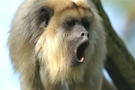 Dangerous of Wild Animals: Howler Monkey