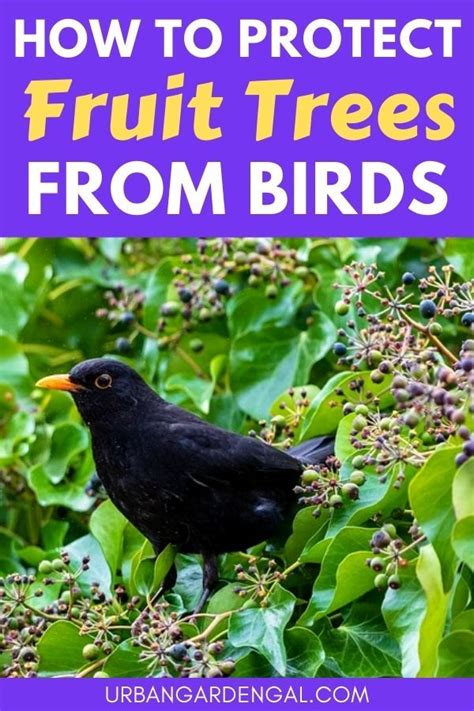 Fruit Tree Bird Protection Tips | Fruit trees, Fruit bushes, Dwarf peach tree