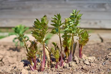 Lovage: the herb's characteristics & propagation - Plantura