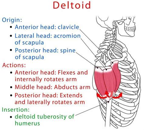 Deltoid muscle anatomy and test (video) | Muscle anatomy, Human muscle ...