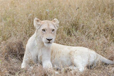 The White Lions of the Timbavati, South Africa