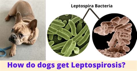 How do dogs get Leptospirosis? 7 Causes and How to prevent?