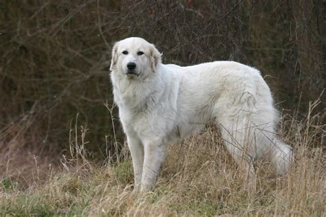 Razze di cani da guardia: le 20 migliori