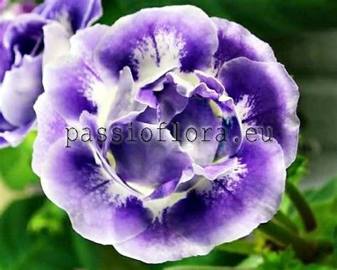 Gloxinia seeds - PF-Heaven - PassioFlora.eu - Beautiful and rare ...