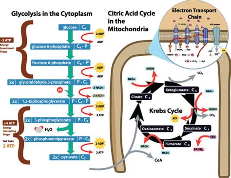 Alanine Aminotransferase - The Definitive Guide | Biology Dictionary