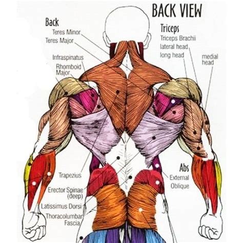 Back Muscles Anatomy For Artists - Hand Muscles | Anatomy art, Medical ...