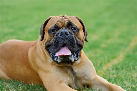 English Mastiff Dog Breed